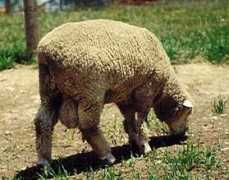 savillehillfarm.com Saville