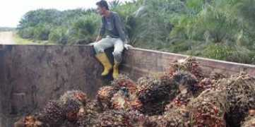 Sawit