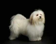 esplendorhavanese.com Saxey