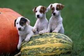 dogzer.com Saylormoon