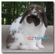 thfsaynora.com Saynora