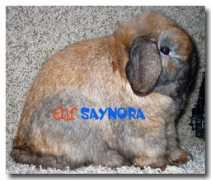 thfsaynora.com Saynora