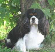 inezcavaliers.tripod.com Saywer