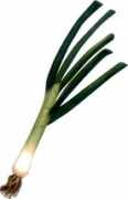 lealwa.00home.com Scallion