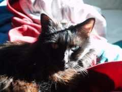 Scamper
