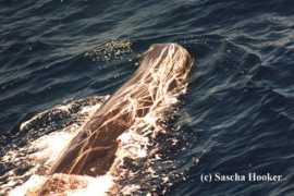 whitelab.biology.dal.ca Scaring