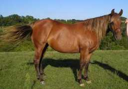 ironwoodfarms.com Scarlotte