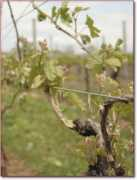 scarolavineyards.com Scarola