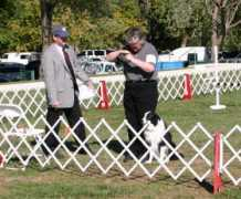 bordercolliesociety.com Scenti