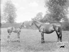 horseracinghistory.co.uk Sceptre