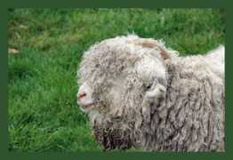 fr.treklens.com Schaap