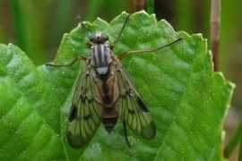 diptera.info Schaidt