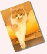katzeninfo.com Schascha