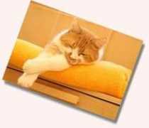 katzeninfo.com Schascha