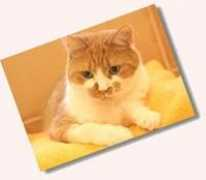 katzeninfo.com Schascha