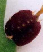 Scherens