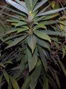 plantoftheweek.org Schima