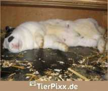 tierpixx.de Schlaf