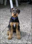 tierfreunde-shop.de Schlien