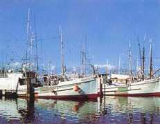 dsfu.org Schooner