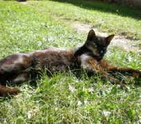 miciny.cz Schora