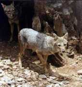 difossombrone.it Sciacallo