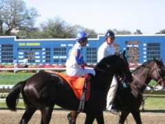 thoroughbredreport.com Scipion