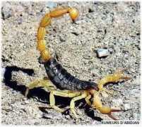 freeart.midiblogs.com Scorpionn