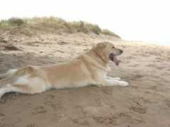 Scoubi