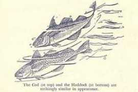 Scrod