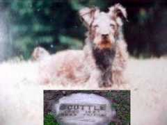 petstrong.com Scub