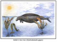 Seacow