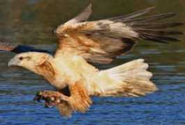 followthatbird.com.au Seagle