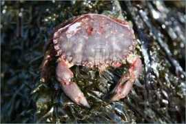 featurepics.com Sealife