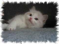 chatouille.ca Seally