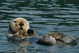 Seaotter