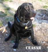 pjspetsitting.com Seasar