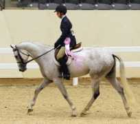 anglo-arabians.com Seaz