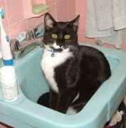 gotcatsonline.com Sebastein