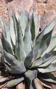 desert-tropicals.com Sebastiana