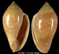 gastropods.com Sebastiani
