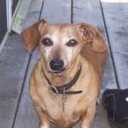 dachshundmemorialgarden.com Sebastiant