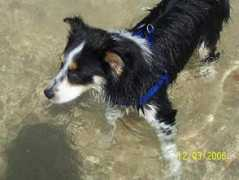 vivapets.com Sebastiao