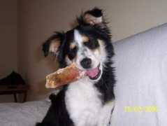 vivapets.com Sebastiao
