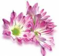 islamievlilik.com Sebatin