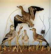 museuciencies.com Sebeli