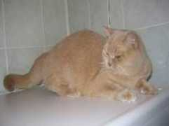 cats.sk Secade