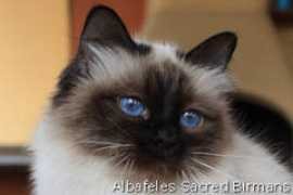 Seelene
