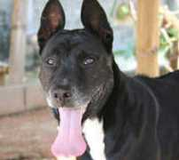 soidog.org Seenin