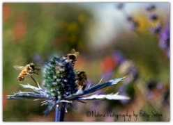 gettingintouchwithnature.com Seeton